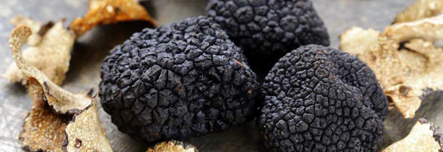 Truffles tour in Tuscany